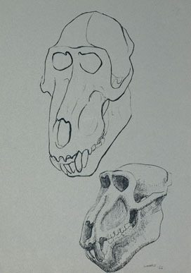 Dos cráneos de mono